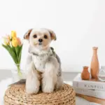 チューリップ柄ハーネス+リードSET【名入れ刺繍対応】【旧モデル】