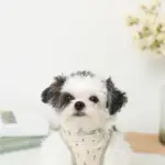 チューリップ柄ハーネス+リードSET【名入れ刺繍対応】【旧モデル】