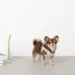 チューリップ柄ハーネス+リードSET【名入れ刺繍対応】【旧モデル】