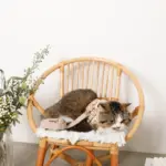 ナチュラルフラワーハーネス＋リードSET【名入れ刺繍対応】【旧モデル】