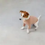 サークルチャームレザーカラー MEDIUM