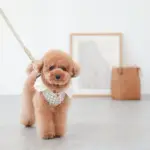 サークルチャームレザーカラー MEDIUM