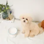 レース柄フードボウル