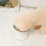 レース柄フードボウル