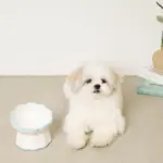 レース柄フードボウル