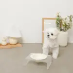 アクリルクリアベースフードボウル