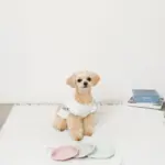 折りたたみカラーシリコンフードボウル フック付