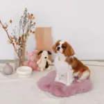 ロースタンドフードボウル