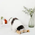 ウッドスタンドミニフードボウル