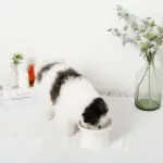 ダイアカットハイスタンドボウル