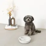 吸着シリコンフードボウル