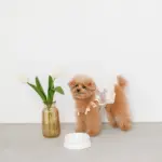 リボンファンシーフードボウル