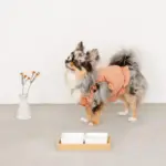 スクエアダブルフードボウル