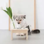 フードボウルスタンド(ウッド×ステンレス)