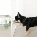 ケージ用ステンレスフードボウル