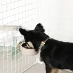 ケージ用ステンレスフードボウル