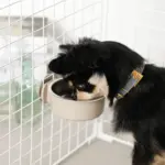 ケージ用ステンレスフードボウル