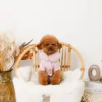 ファーカラーニットトップス