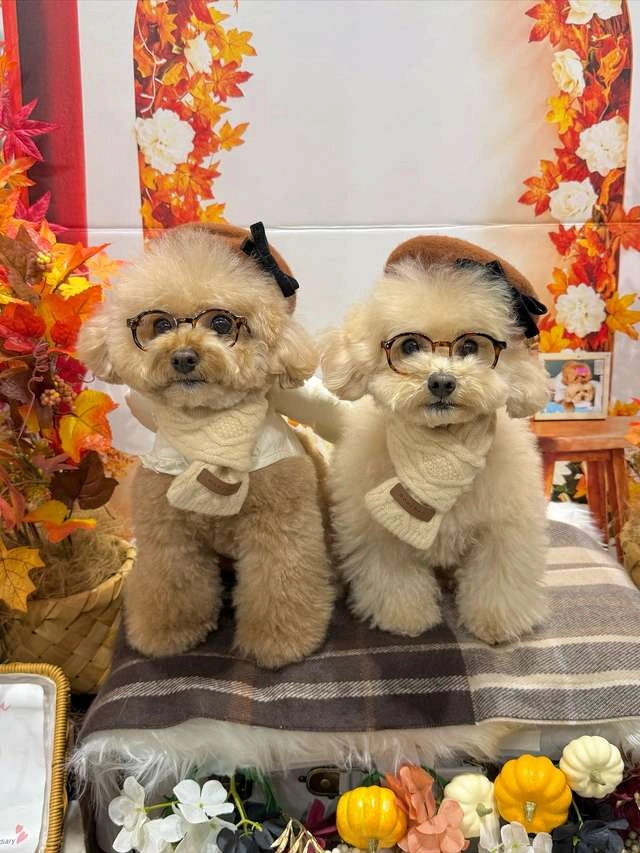 ウォーキング 服装 おしゃれ 製品比較チャート