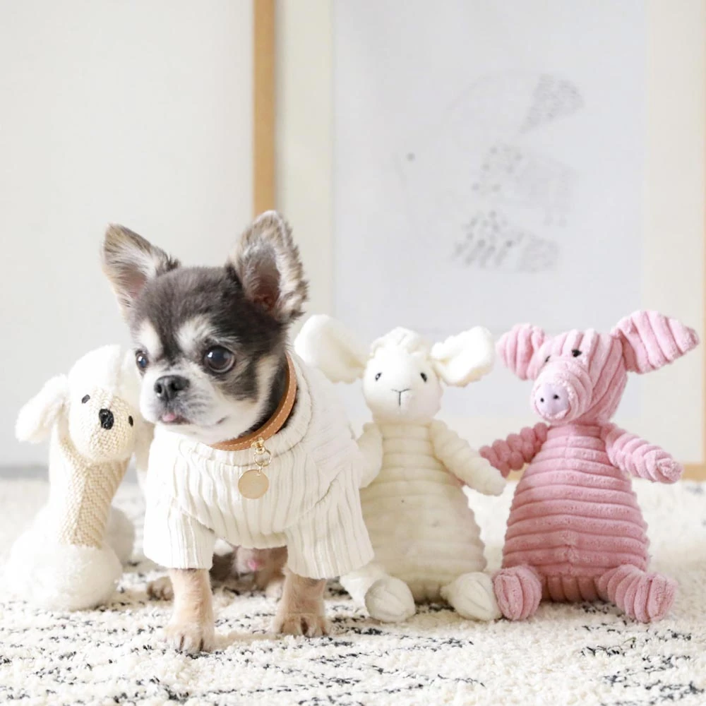 中型 犬 の 洋服 - 中型犬の洋服を着たフレンチブルドッグが公園で遊んでいる
