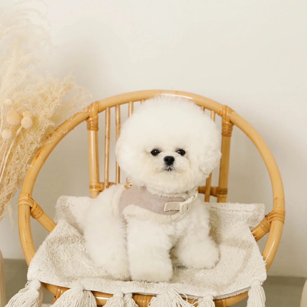 ミニチュア ダックス グッズ エルゴノミクスハーネス実践写真